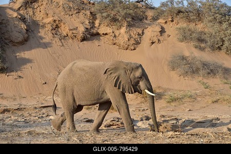 Desert elephant, African elephant (Loxodonta africana), mining with his beak to water, dry riverbed of the Huab, Damaraland, Namibia-stock-foto
