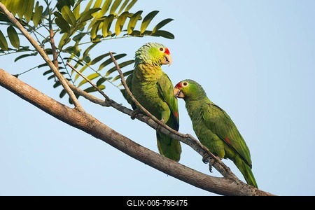 Red-lored Amazons (Amazona autumnalis) perched on a tree branch, pair, Heredia Province, Costa Rica-stock-foto