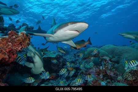 Underwater photo of Grey reef shark (Carcharhinus amblyrhynchos) large predator chases prey in school of damselfish Indo-Pacific sergeant (Abudefduf vaigiensis) Indo-Pacific sergeant swims over coral reef with slightly open mouth past viewer, Pacific Ocean-stock-foto