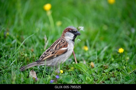 House sparrow (Passer domesticus), male, eats flower seeds, stands in Wiese, Baden-Württemberg, Germany-stock-foto