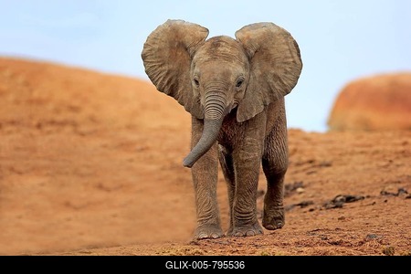 African elephant (Loxodonta africana), young animal walking, Addo Elephant National Park, Eastern Cape, South Africa-stock-foto