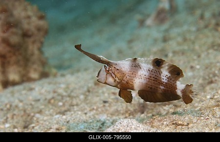 Peacock Razorfish (Xyrichtys pavo), Indonesia-stock-foto