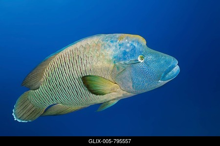 Adult Humphead Wrasse (Cheilinus undulatus), Great Barrier Reef, Pacific, Australia-stock-foto