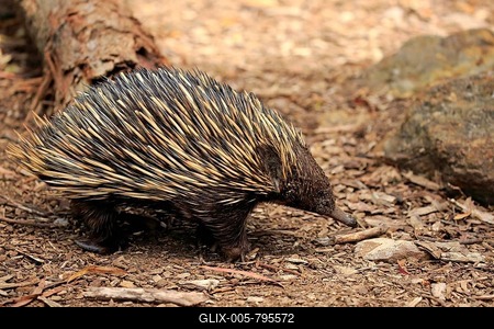 Short-beaked echidna (Tachyglossus aculeatus), adult, Mount Lofty, South Australia, Australia-stock-foto