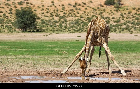 Southern Giraffe (Giraffa giraffa), male drinking from rainwater pool in the Auob riverbed, rainy season with green surroundings, Kalahari Desert, Kgalagadi Transfrontier Park, South Africa-stock-foto