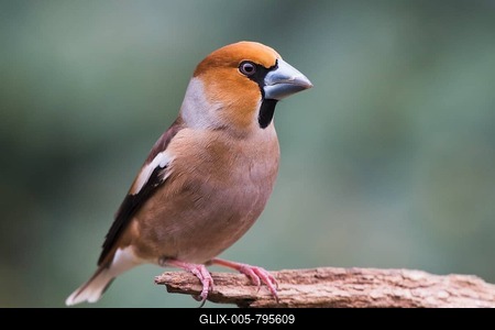 Hawfinch (Coccothraustes coccothraustes) sits on deadwood, Emsland, Lower Saxony, Germany-stock-foto