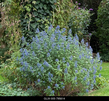 Bearded flower (Caryopteris × clandonensis BLUE BALLOON)-stock-foto