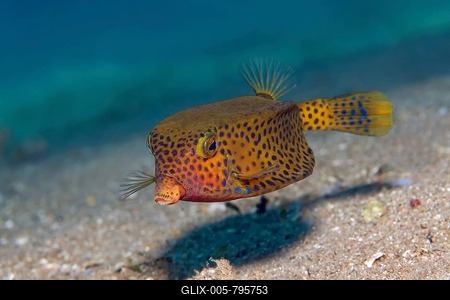 Yellow boxfish (Ostracion cubicus) swims over sandy bottom, youth form, Red Sea, Jordan-stock-foto