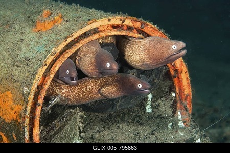 White-eyed Moray Eels (Siderea thyrsoidea) using an old tin can as habitation, Indonesia, Southeast Asia-stock-foto