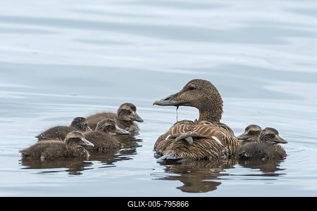 Eider ducks (Somateria mollissima), female with chicks, Mřre og Romsdal, Norway-stock-foto