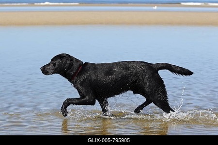 Black Labrador Retriever walking along the water line on beach, at dog beach, young male-stock-foto
