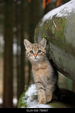 Wildcat (Felis silvestris), young male looking out from between snow-covered tree trunks, Lahn-Dill-Kreis, Taunus, Hesse, Germany-stock-foto