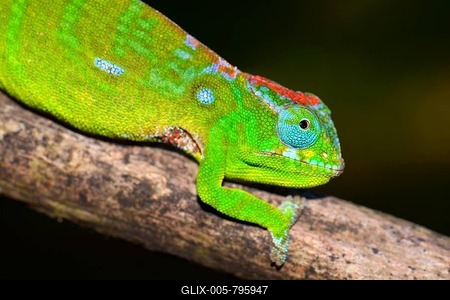 Petter's Chameleon (Furcifer petteri), coloured to indicate pregnancy, Amber Mountain National Park, Nord-Madagaskar, Madagascar-stock-foto