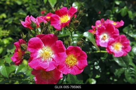 Rose, American Pillar variety (Rosa cultivar American Pillar), rambling rose, climbing rose-stock-foto