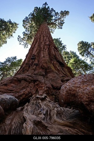 Redwood (Sequoioideae), Wellingtonia (Sequoiadendron giganteum), Mariposa Grove, Yosemite National Park, California, USA-stock-foto