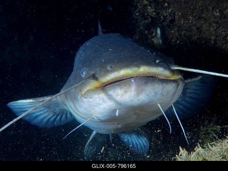 Close-up of a catfish (Silurus glanis) in a dark underwater environment. The brush-like teeth in the upper jaw are clearly visible. Dive site Zollbrücke, Rheinau, Canton Zurich, Rhine, High Rhine, Switzerland, Germany-stock-foto