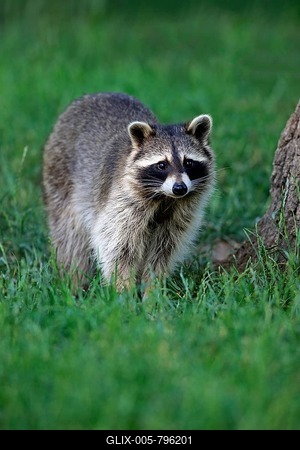 Raccoon (Procyon lotor), adult, watchful, captive-stock-foto