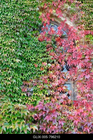 Stained glass window between autumnal Japanese creeper leaves (Parthenocissus tricuspidata veitchii), Mecklenburg-Western Pomerania, Germany-stock-foto