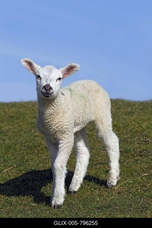 Lamb, domestic sheep, ewe lamb (Ovis ammon f. aries) standing on a dyke, Schleswig-Holstein, Germany, Europe-stock-foto