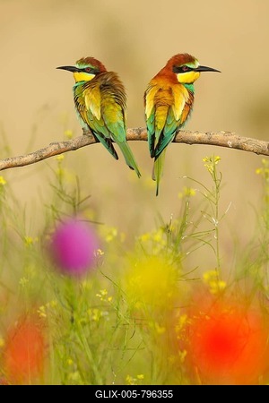 European Bee-eaters (Merops apiaster), breeding pair perched on a branch in a flowering meadow, Kiskuns疊 National Park, Hungary-stock-foto