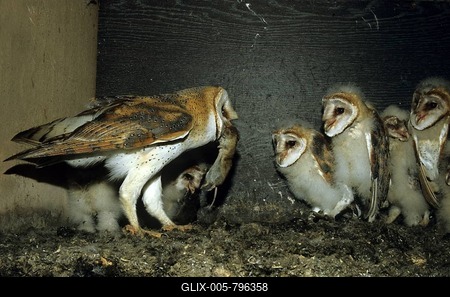 Barn Owl (Tyto alba), family Tytonidae, parent bird bringing its young a mouse-stock-foto