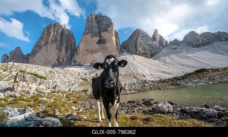 Cow with heart-shaped fur pattern on her forehead on the alpine pasture, north faces of the Three Peaks of Lavaredo, Sexten Dolomites, South Tyrol, Trentino-South Tyrol, Alto-Adige, Italy-stock-foto
