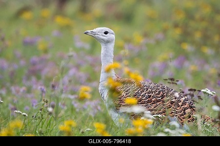 Great Bustard (Otis tarda) on a field with wild flowers, Hungary-stock-foto