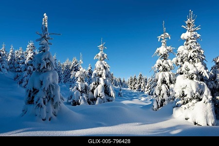 Snow-covered unspoilt winter landscape, spruces covered with snow, Harz National Park, near Schierke, Saxony-Anhalt, Germany-stock-foto
