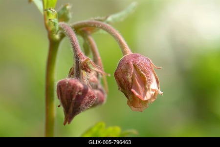 Water avens (Geum rivale), medicinal plant, medicinal use-stock-foto