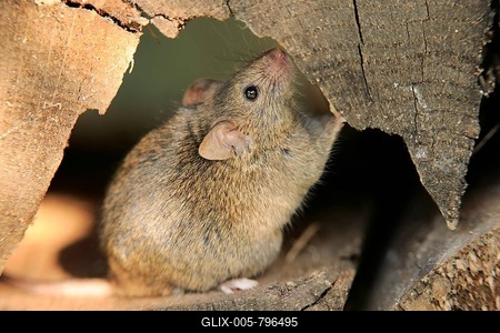 House mouse (Mus musculus), adult, looks out of woodpile, alert, curious, interested, cute, Germany-stock-foto
