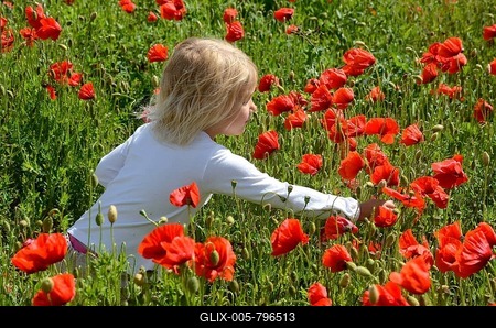 Girl, 4 years, picking poppy flowers, Ystad, Sweden-stock-foto