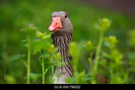 Greylag goose (Anser anser), portrait, watchful in meadow, Schleswig-Holstein, Germany-stock-foto