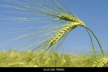 Barley field, Kamen, Ruhr area, North Rhine-Westphalia, Germany, Europe-stock-foto
