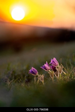 Pasque flower (Pulsatilla vulgaris) at sunset, Eifel NP, Germany-stock-foto