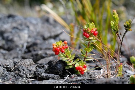 Ohelo Ai Berry (Vaccinium reticulatum), Hawaii Volcanoes National Park, Hawaii, USA-stock-foto