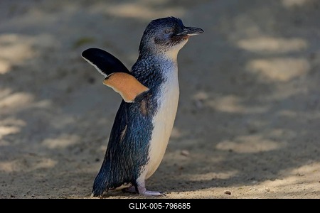 Little penguin (Eudyptula minor), adult, on beach, wings spread, Kangaroo Island, South Australia, Australia-stock-foto