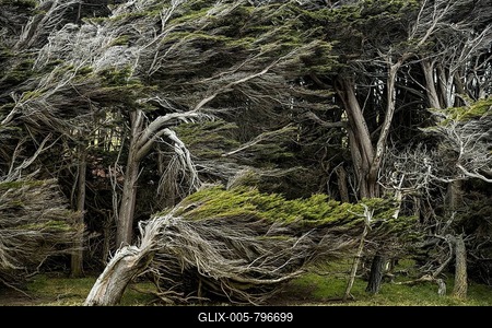 Trees shaped by the wind, Slope Point, Catlins, Southland, New Zealand-stock-foto