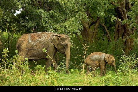 Sri Lankan elephants (Elephas maximus maximus), dam with young ainmal in the jungle, Minneriya National Park, Northern Central Province, Sri Lanka-stock-foto