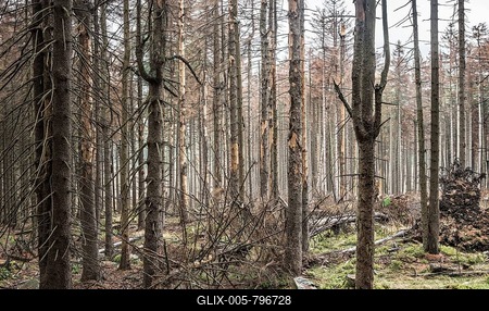 Large areas of dead forests in the Harz Mountains due to drought, wind break and bark beetle infestation, monoculture with spruces, Harz National Park, near Schierke, Saxony-Anhalt, Germany-stock-foto