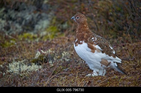Willow Ptarmigan (Lagopus lagopus), Richardson Mountains, Yukon Territory, Canada-stock-foto