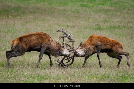 Fighting red deer (Cervus elaphus) in the rut, Germany-stock-foto