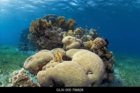 Spotted reef in the middle of seagrass meadow, Favia stone coral (Platygyra lamellina) in front, Red Sea fire coral (Millepora dichotomata) in the back, Red Sea, Aqaba, Kingdom of Jordan-stock-foto