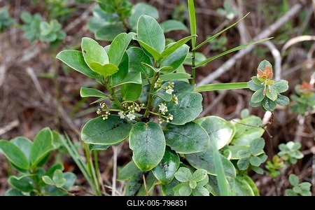 Kawa?u or ?Aiea (Ilex anomala), Mauna Ulu, Hawaii Volcanoes National Park, Big Island, Hawaii, USA-stock-foto