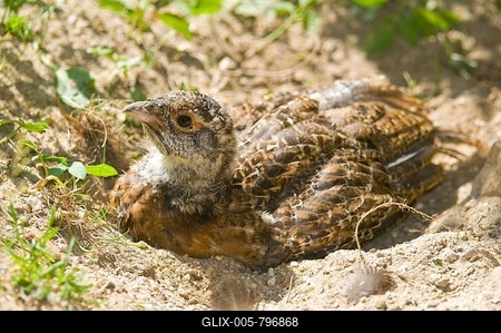 Western capercaillie (Tetrao urogallus), young bird bathing in sand, captive, Bavarian Forest National Park, Bavaria, Germany-stock-foto