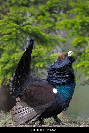 Wood grouse or capercaillie (Tetrao urogallus), male during courtship, Dalarna, Sweden-stock-foto