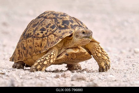 Leopard tortoise (Stigmochelys pardalis), Damaraland, Namibia-stock-foto