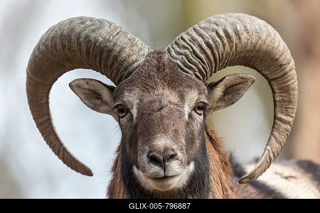 European mouflon (Ovis orientalis musimon), portrait, Vulkaneifel, Eifel, Rhineland-Palatinate, Germany-stock-foto