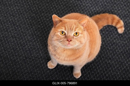 British short-hair cat sitting on carpet and looking up, Schleswig-Holstein, Germany-stock-foto