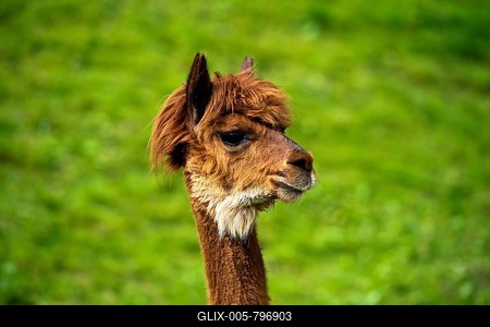 Llama (Llama glama), young animal, portrait, Switzerland-stock-foto