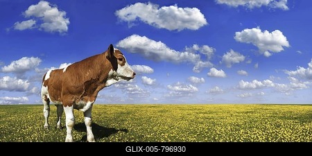 Calf standing on a meadow with dandelions against a blue sky with white clouds-stock-foto
